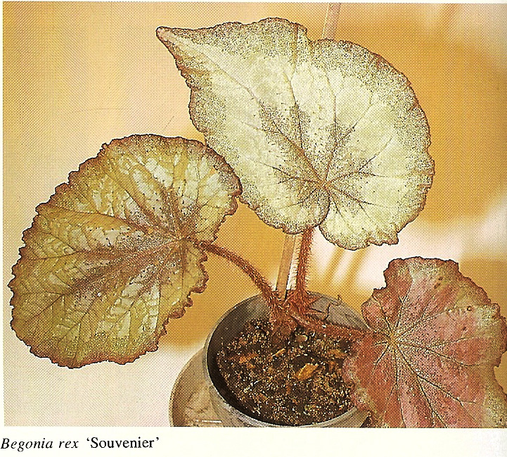 B. ‘Souvenier’